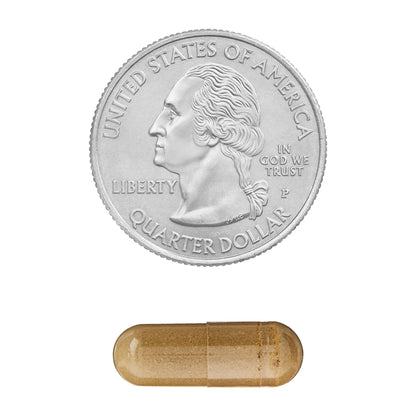 Ginkgo Biloba Extract 120 Mg 90 Capsulas