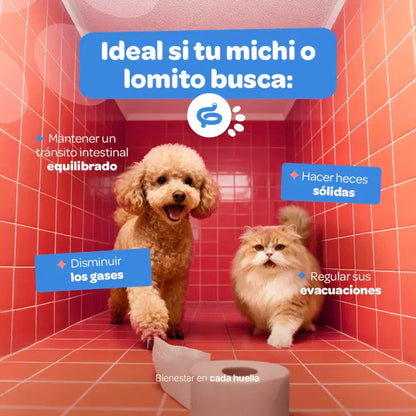 Digestive Probiotics Blife Pets